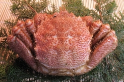 �ӳ�