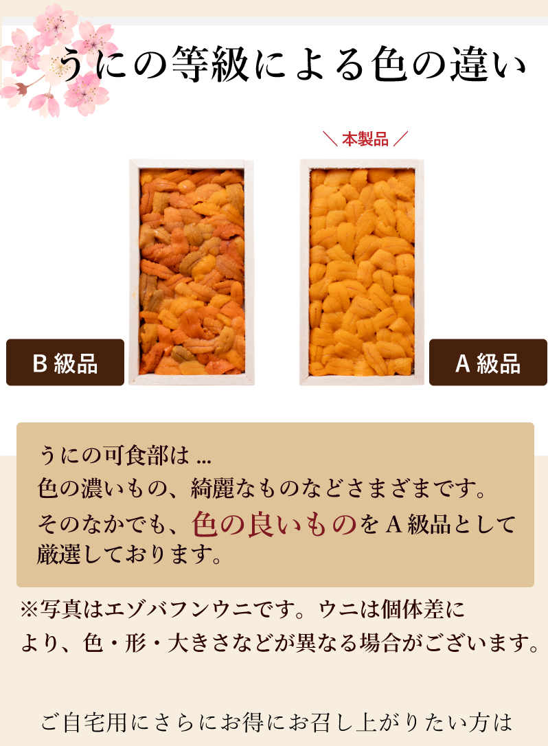 うにの等級による色の違い