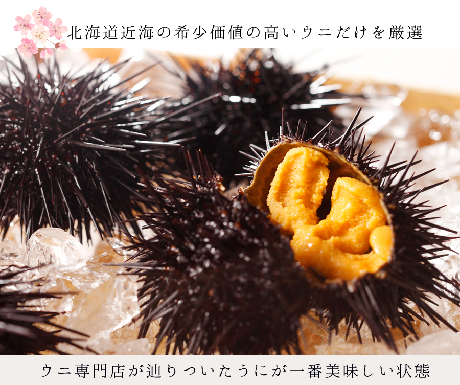 北海道近海の希少価値の高いウニだけを厳選　ウニ専門店が辿りついたうにが一番美味しい状態