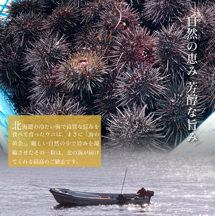 北海道の新鮮なウニ