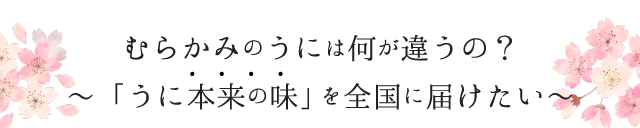 むらかみのうには何が違うの？
～「うに本来の味」を全国に届けたい～